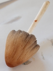 Coprinellus micaceus