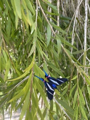 Rhetus arcius