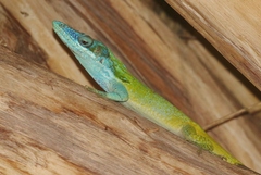 Anolis allisoni