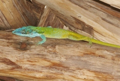 Anolis allisoni
