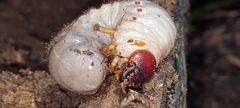Scarabaeidae