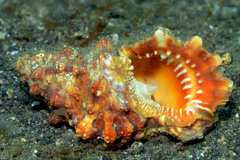 Tutufa rubeta
