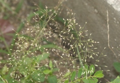 Eragrostis amabilis