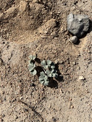 Astragalus vallestris