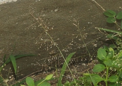 Eragrostis amabilis