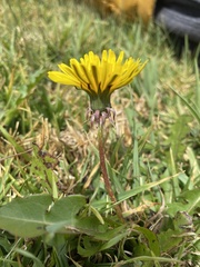 Taraxacum