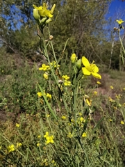 Diplotaxis tenuifolia
