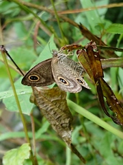 Ypthima multistriata