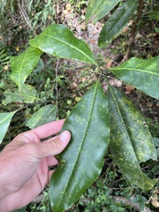 Magnolia grandiflora