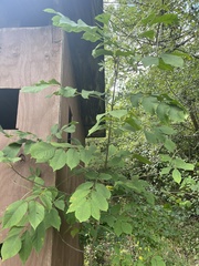 Fraxinus pennsylvanica