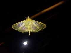 Herpetogramma licarsisalis