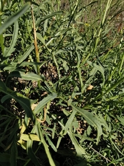 Diplotaxis tenuifolia