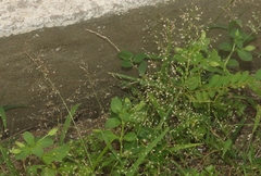 Eragrostis amabilis