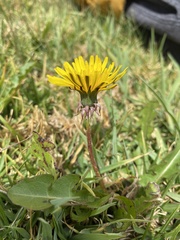 Taraxacum