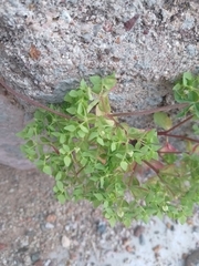 Euphorbia peplus