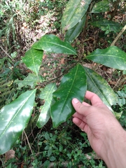 Magnolia grandiflora