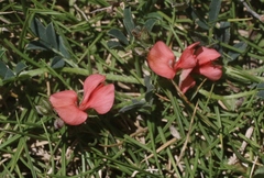 Indigofera spicata