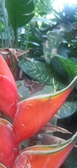 Heliconia bihai