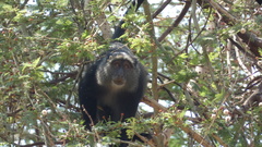 Cercopithecus mitis manyaraensis