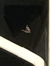 Nymphalini