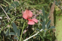 Indigofera spicata