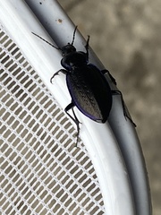 Carabus serratus