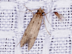 Amydria effrenatella