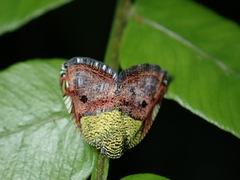 Ricanula pulverosa