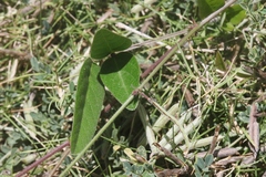 Desmodium incanum