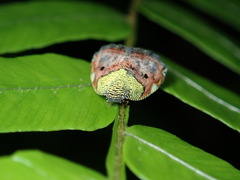 Ricanula pulverosa