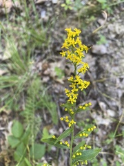 Solidago arguta harrisii