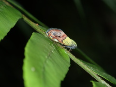 Ricanula pulverosa