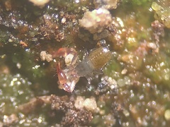 Neobisiidae