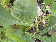 Solidago arguta harrisii