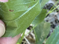 Solidago arguta harrisii