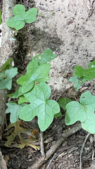 Menispermum canadense