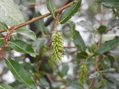 Salix paraplesia