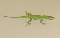 Anolis