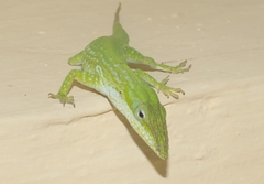 Anolis