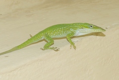 Anolis