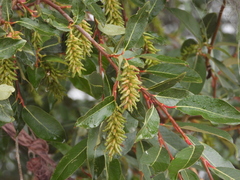 Salix paraplesia