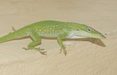 Anolis
