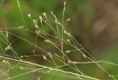 Eragrostis amabilis