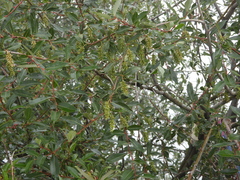 Salix paraplesia