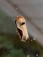 Prolimacodes badia
