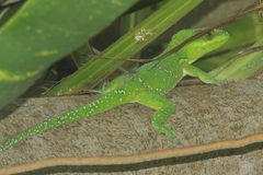 Anolis equestris