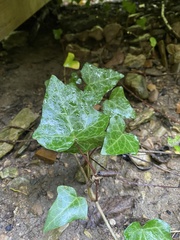 Hedera helix
