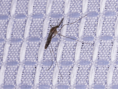 Anopheles
