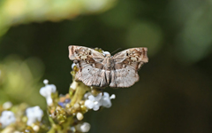 Quadrus lugubris
