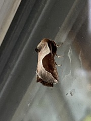 Prolimacodes badia